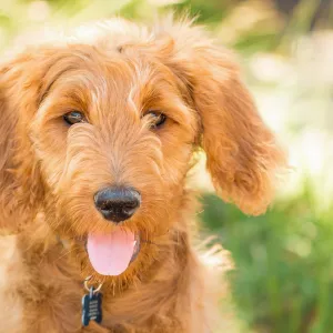 Trails n Tails 2015, dog portrait