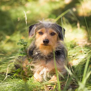 Trails n Tails 2015, dog portrait
