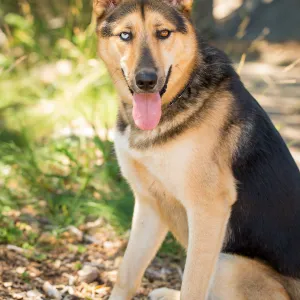 Trails n Tails 2015, dog portrait