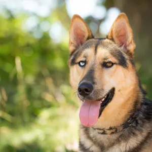 Trails n Tails 2015, dog portrait