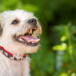Trails n Tails 2015, dog portrait