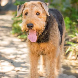 Trails n Tails 2015, dog portrait