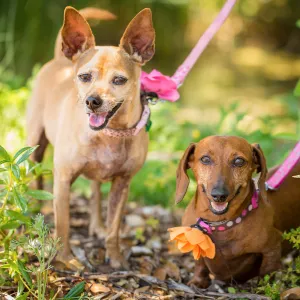 Trails n Tails 2015, dog portrait