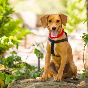 Trails n Tails 2015, dog portrait