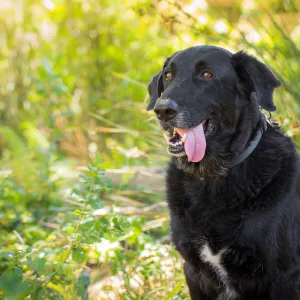 Trails n Tails 2015, dog portrait