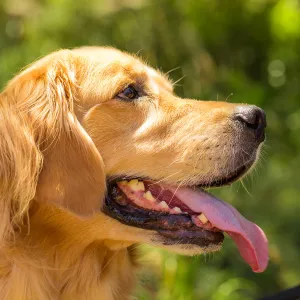 Trails n Tails 2015, dog portrait