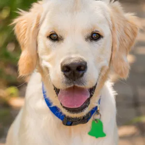 Trails n Tails 2015, dog portrait