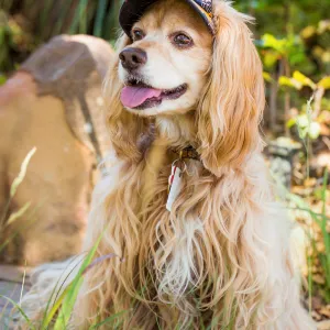 Trails n Tails 2015, dog portrait