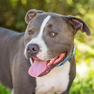 Trails n Tails 2015, dog portrait