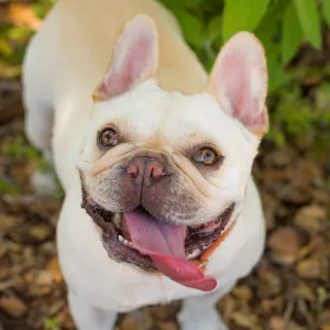 Trails n Tails 2015, dog portrait