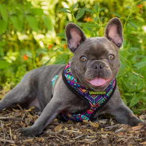Trails n Tails 2015, dog portrait
