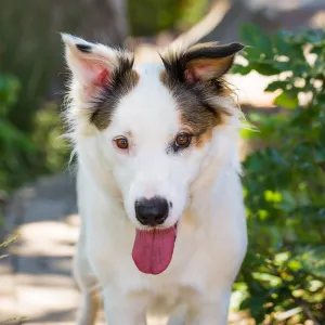 Trails n Tails 2015, dog portrait