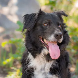 Trails n Tails 2015, dog portrait