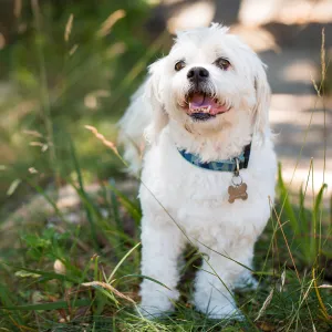 Trails n Tails 2015, dog portrait