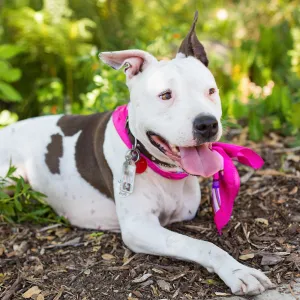 Trails n Tails 2015, dog portrait