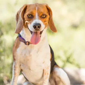 Trails n Tails 2015, dog portrait