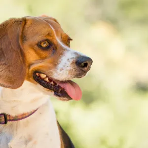 Trails n Tails 2015, dog portrait