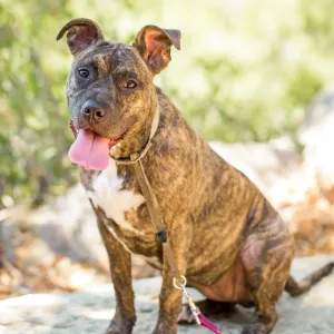 Trails n Tails 2015, dog portrait