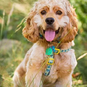 Trails n Tails 2015, dog portrait