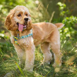 Trails n Tails 2015, dog portrait