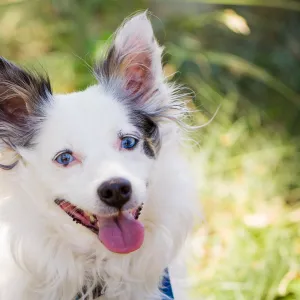 Trails n Tails 2015, dog portrait