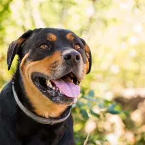 Trails n Tails 2015, dog portrait