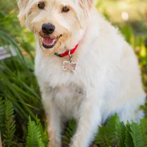 Trails n Tails 2015, dog portrait
