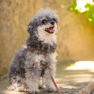 Trails n Tails 2015, dog portrait