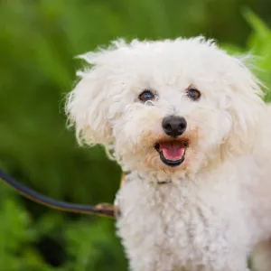 Trails n Tails 2015, dog portrait
