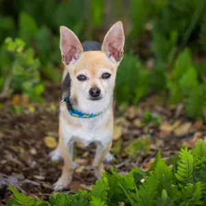 Trails n Tails 2015, dog portrait