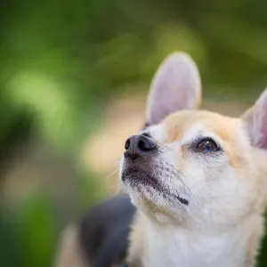 Trails n Tails 2015, dog portrait