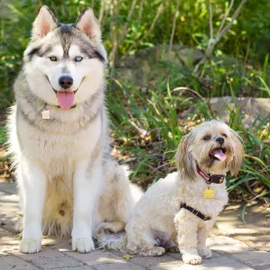 Trails n Tails 2015, dog portrait