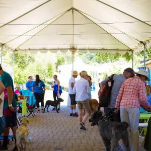 Trails n Tails 2015
