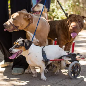 Trails n Tails 2015