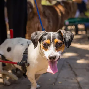 Trails n Tails 2015