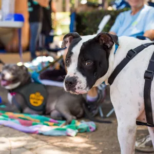 Trails n Tails 2015