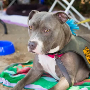 Trails n Tails 2015