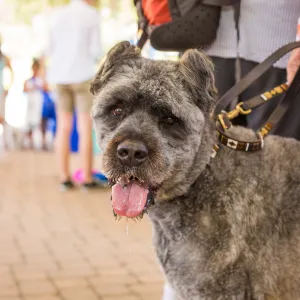 Trails n Tails 2015