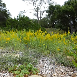 California Goldenrod