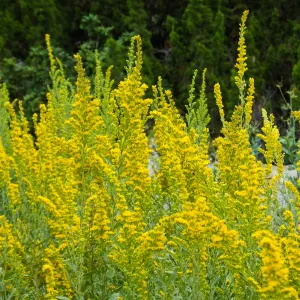 California Goldenrod