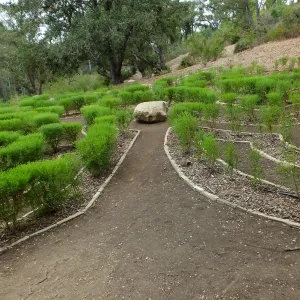 Centennial Maze