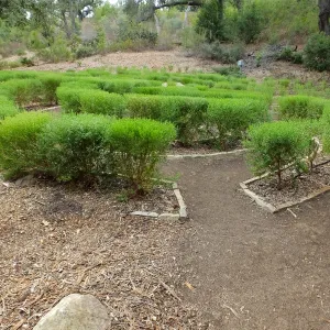 Centennial Maze