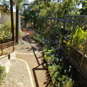 Home Demonstration Garden Renovation, view 33, looking south along path west of Herbarium