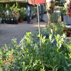Fall Plant Sale 2015 Members Preview Party