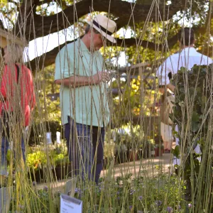 Fall Plant Sale 2015 Members Preview Party, Deer Grass