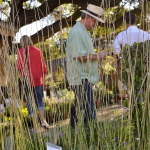 Fall Plant Sale 2015 Members Preview Party, Deer Grass