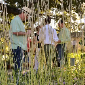 Fall Plant Sale 2015 Members Preview Party, Deer Grass