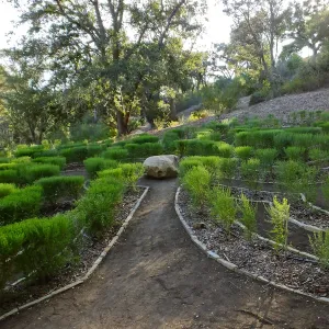 Centennial Maze