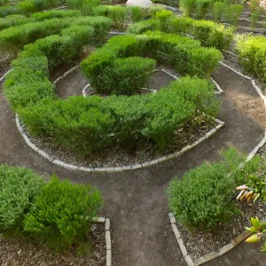 Centennial Maze