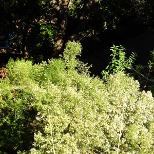Baccharis near the Entry Kiosk